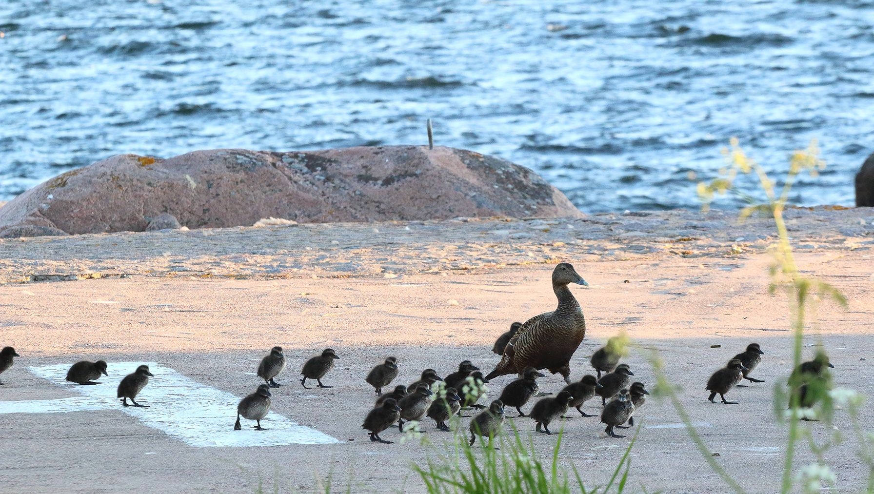 A mother duck walks with a group of ducklings along the beach.