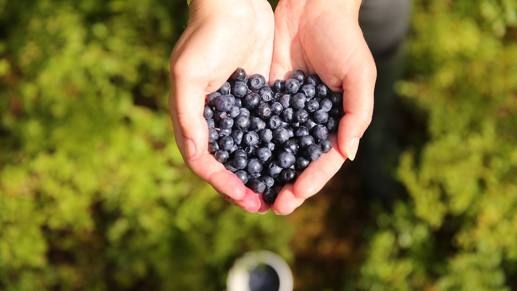 A person holds a bunch of blueberries in their hands.
