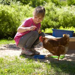 A little girl squats down beside a chicken at Hostel Tuorla.